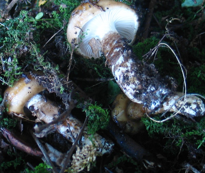 Hebeloma radicosum e Hygrophorus persoonii